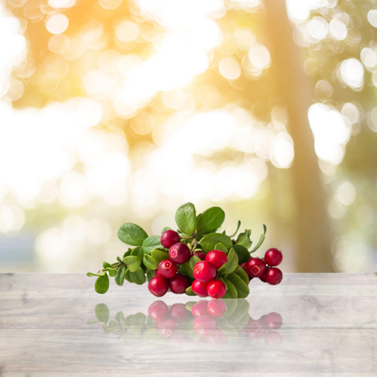 IZU Clarity Control 主要成分- 熊果苷– Izu Skincare