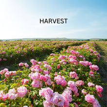 Load image into Gallery viewer, Rose Oil-Revitalize (Skin Renewing Serum)