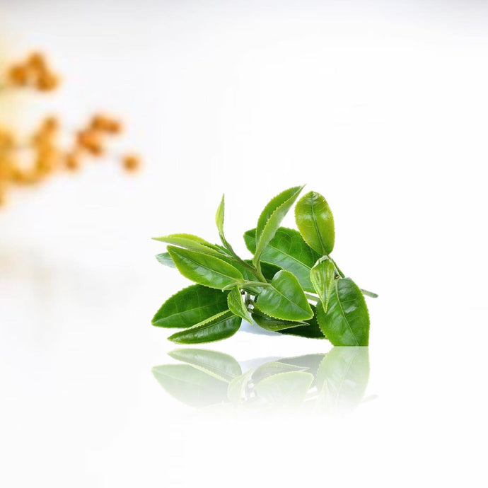 IZU Deep Cleanser Key Ingredient - Green Tea Extract